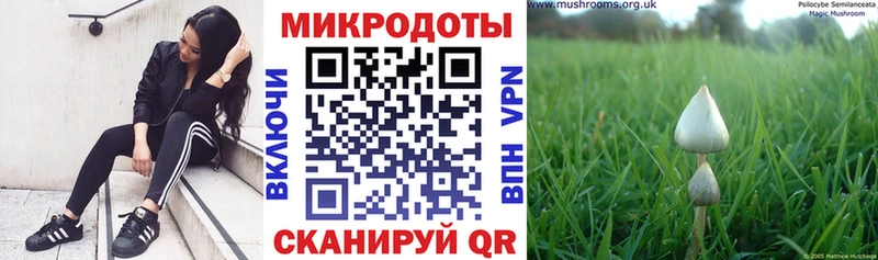 купить наркотики сайты  Красково  Галлюциногенные грибы Psilocybe 
